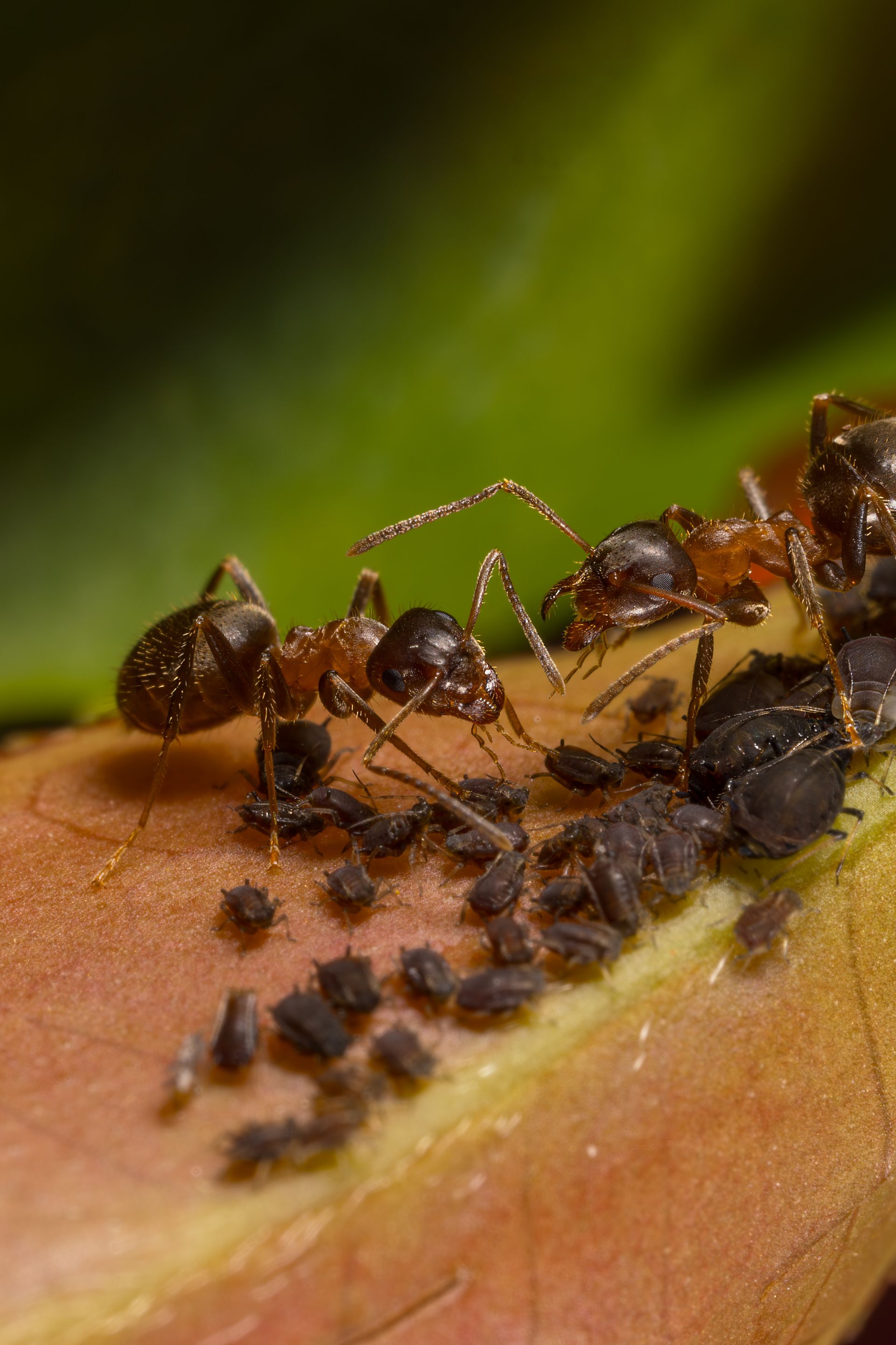 Emergency Pest Control Service