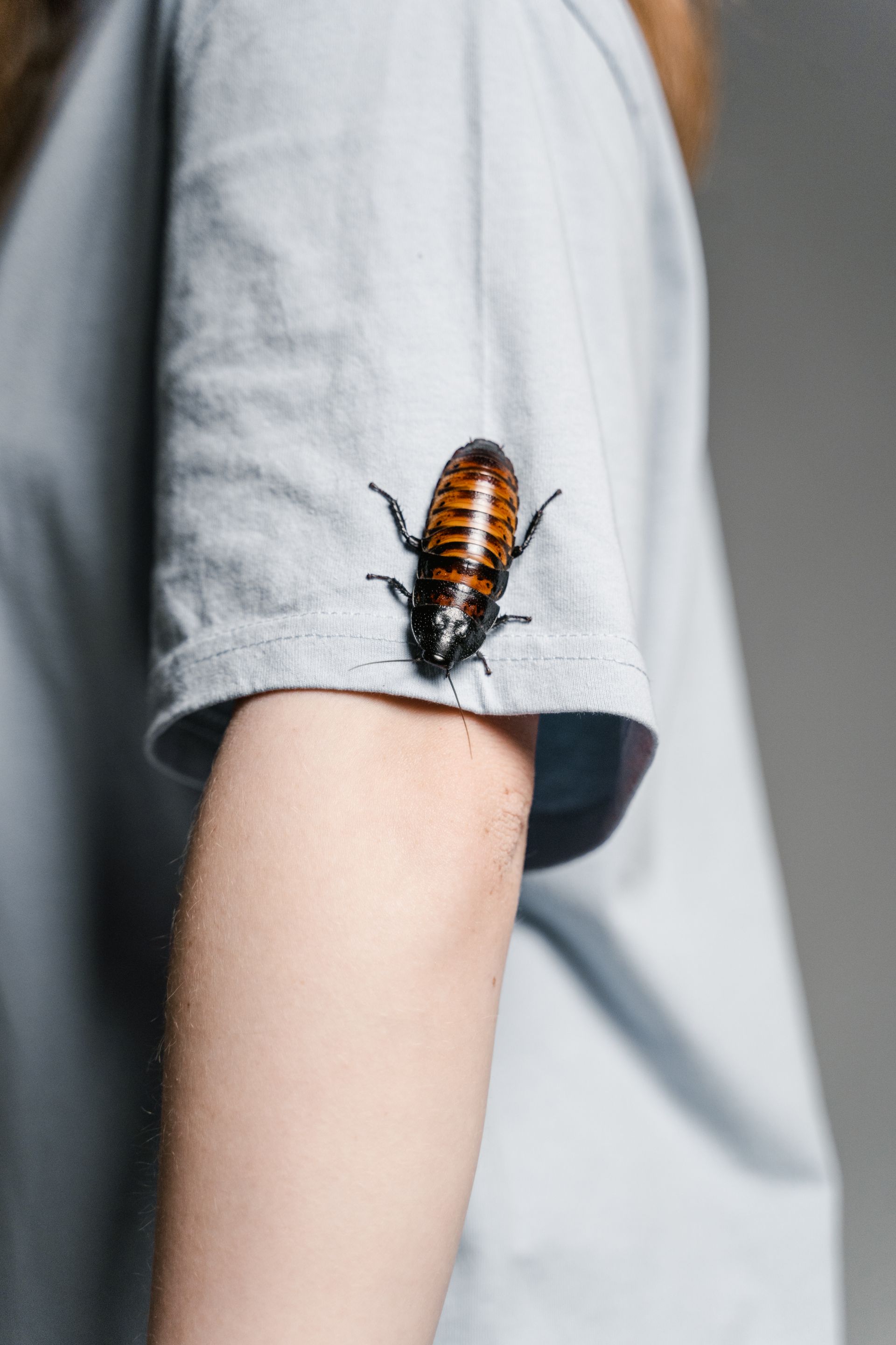 Vetted Pest Control Specialists